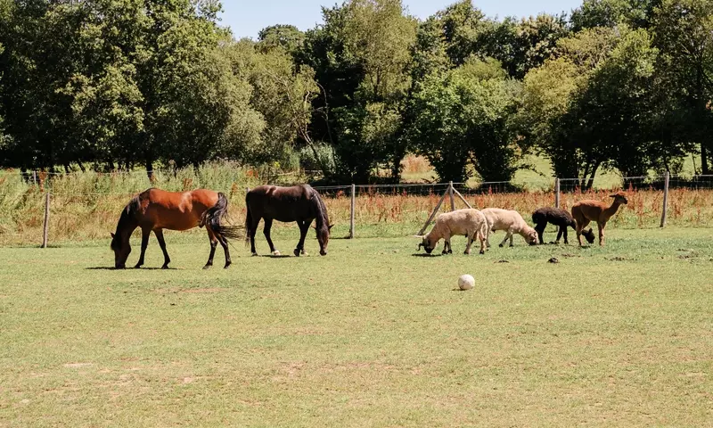 Camping maeva Respire Domaine de Kervallon ****