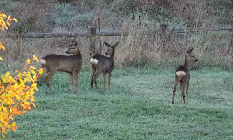 Appartement 2 Pièces 5 Personnes - Sélection
