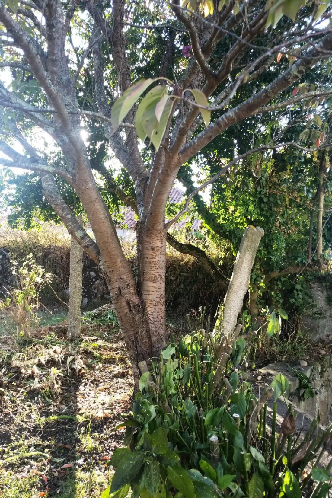 Maison de Vacances Afife