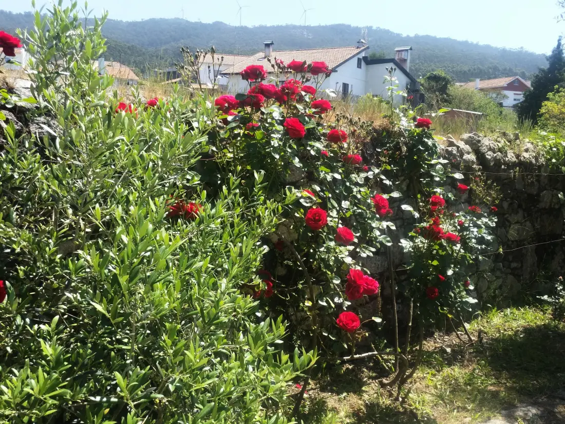 Maison de Vacances Afife