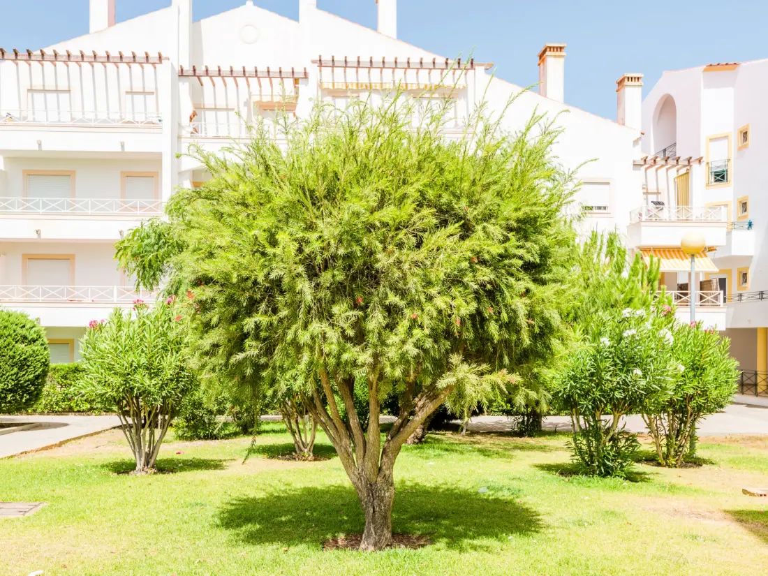 Location de Vacances Albufeira