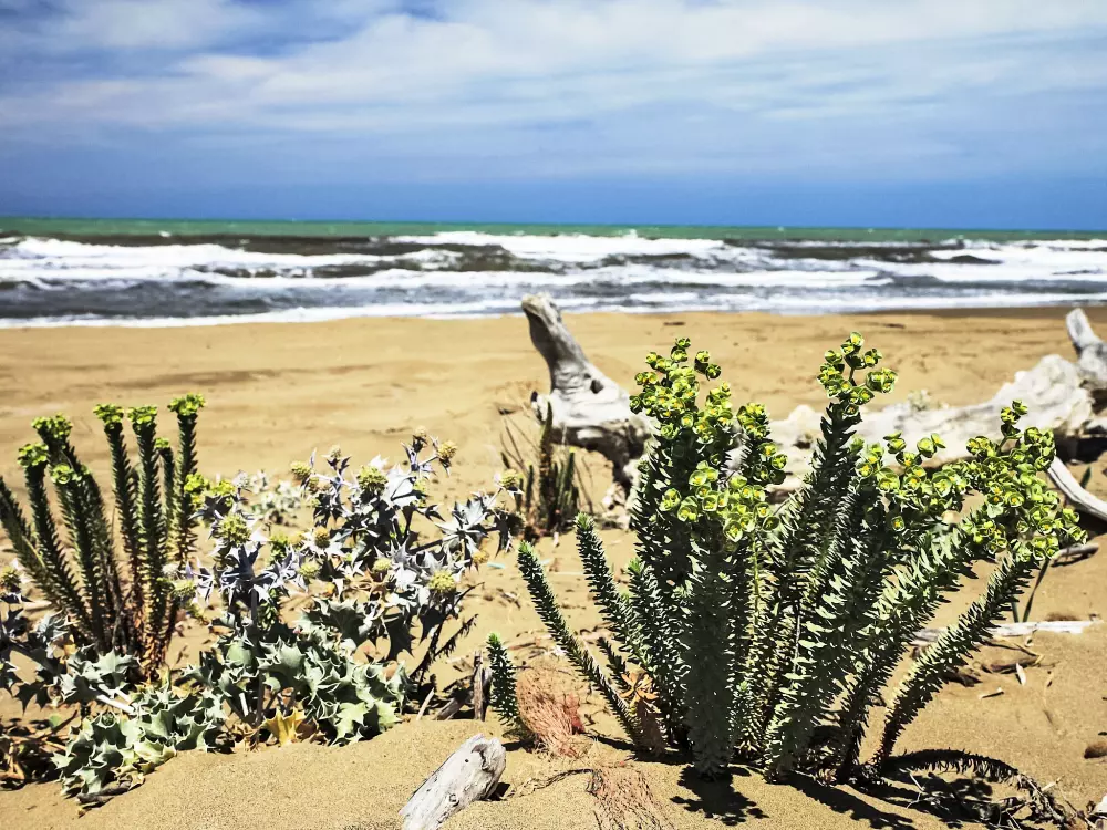 Maison de Vacances Ansedonia