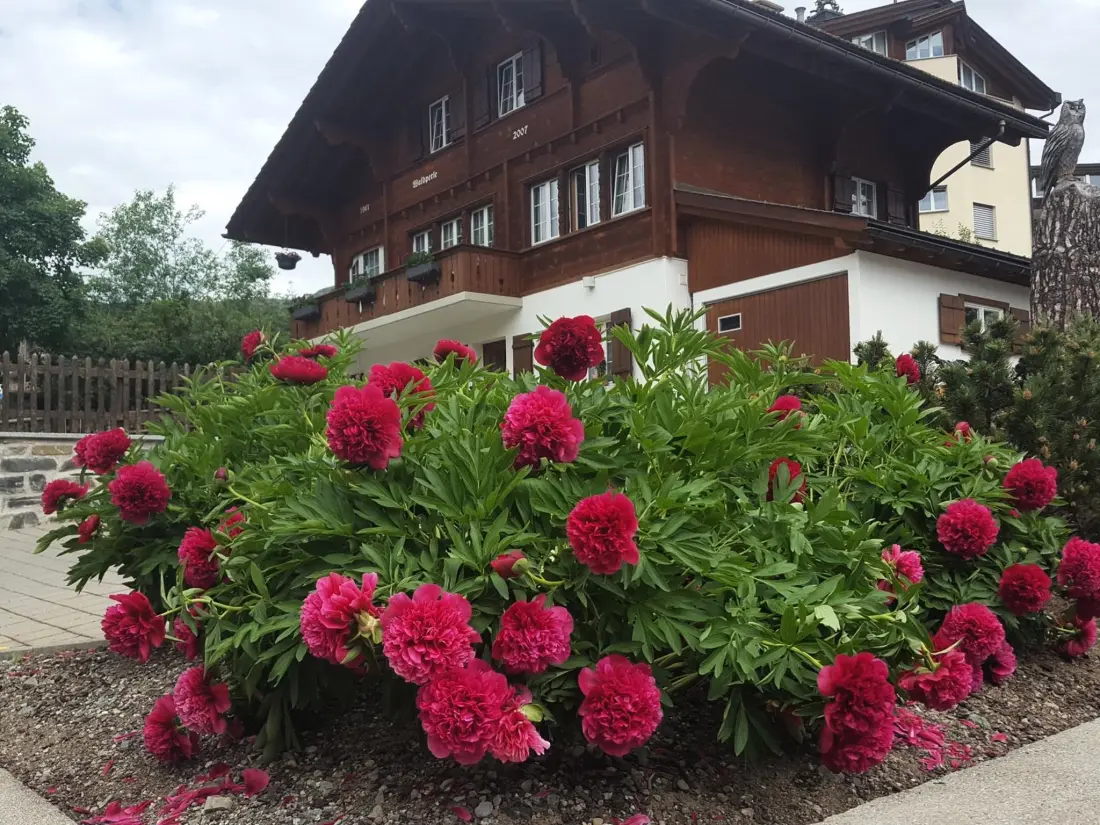 Résidence Chalet Waldperle Appartement/Fewo, Dusche, WC, 2-Bettwohnung