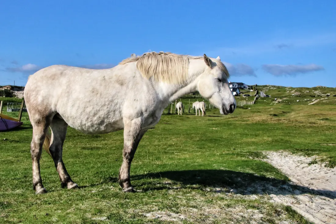 Maison à Ballyconneely Galway