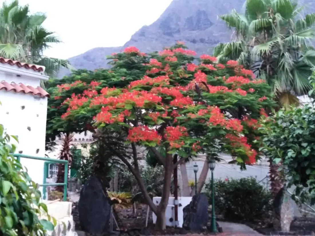 Maison de Vacances Buenavista del Norte
