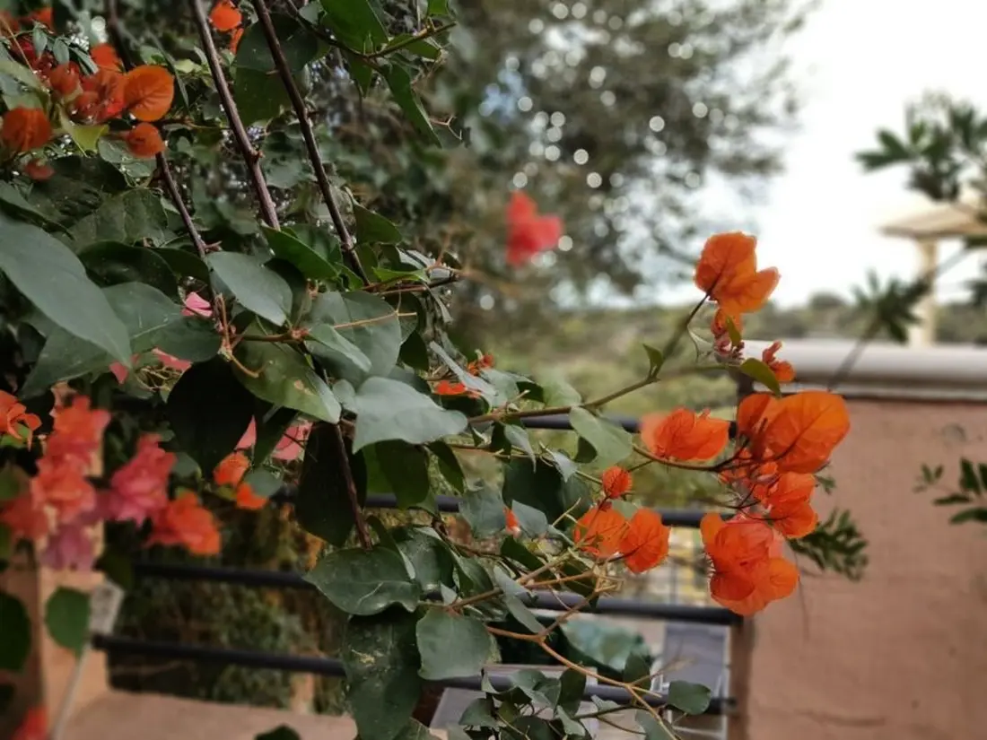 Maison de Vacances Capitana