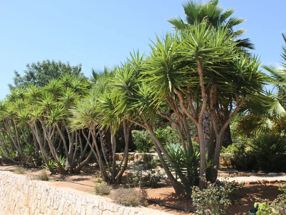 Maison de Vacances Carvoeiro