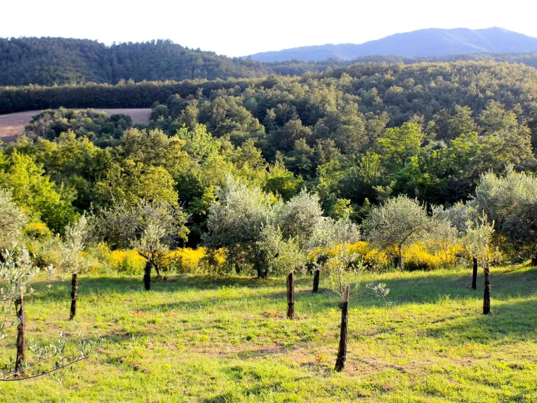 Maison de Vacances Chiusdino