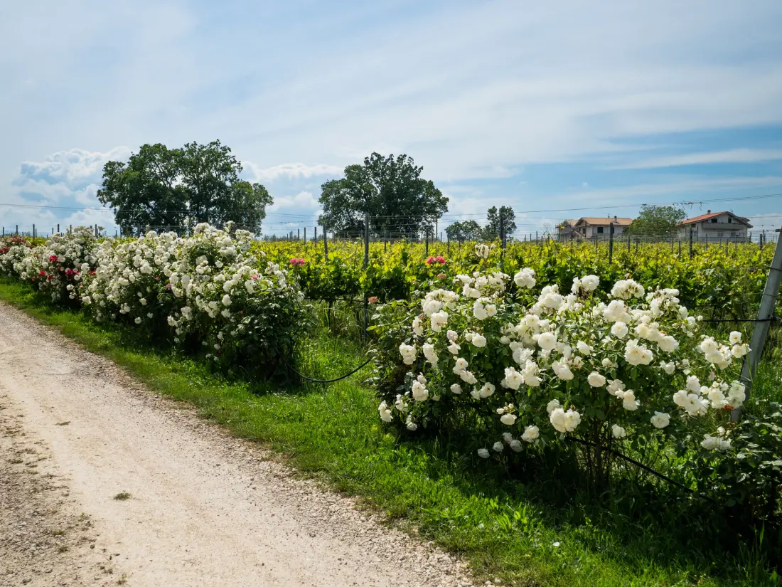 Résidence Torretta