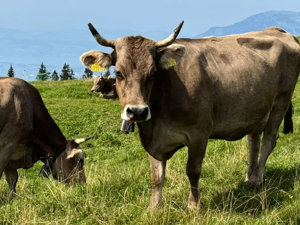 Résidence Chalet Hörler direkt im Ski- und Wandergebiet
