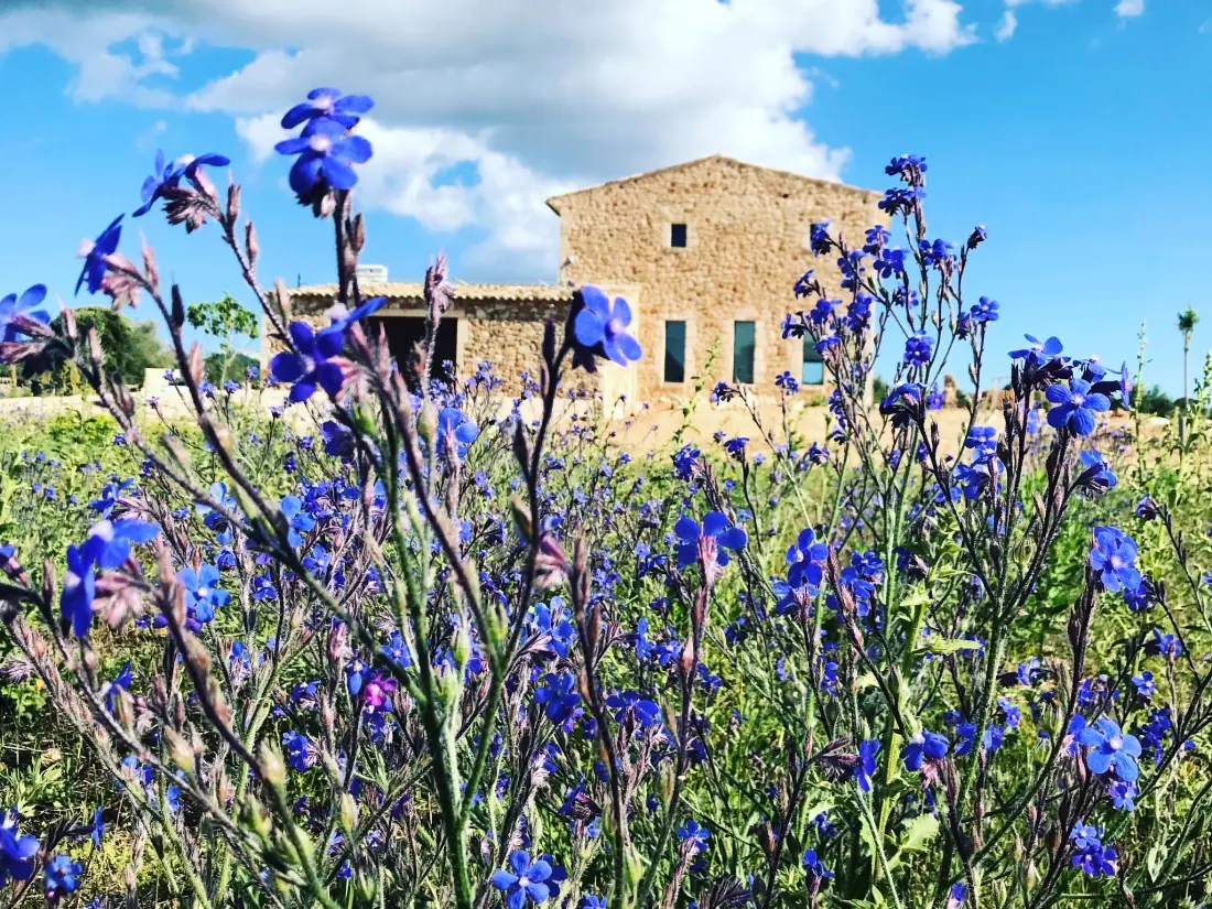 Maison de Vacances Felanitx