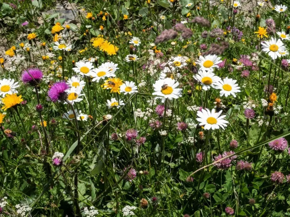 Résidence Gehrihornblick