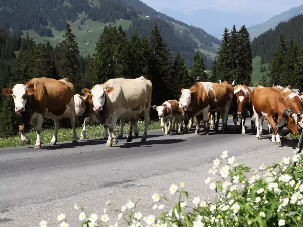 Résidence Gehrihornblick