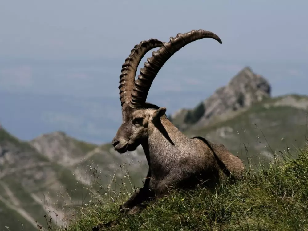 Résidence Gehrihornblick