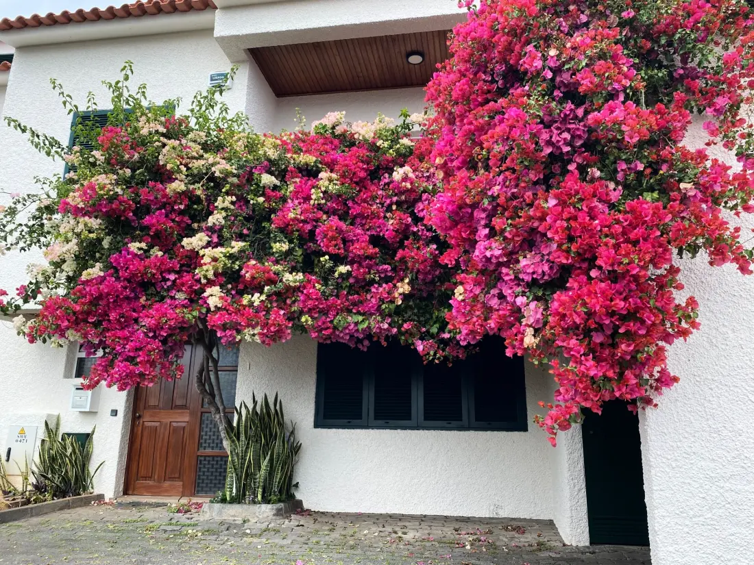 Maison de Vacances Madeira/Funchal