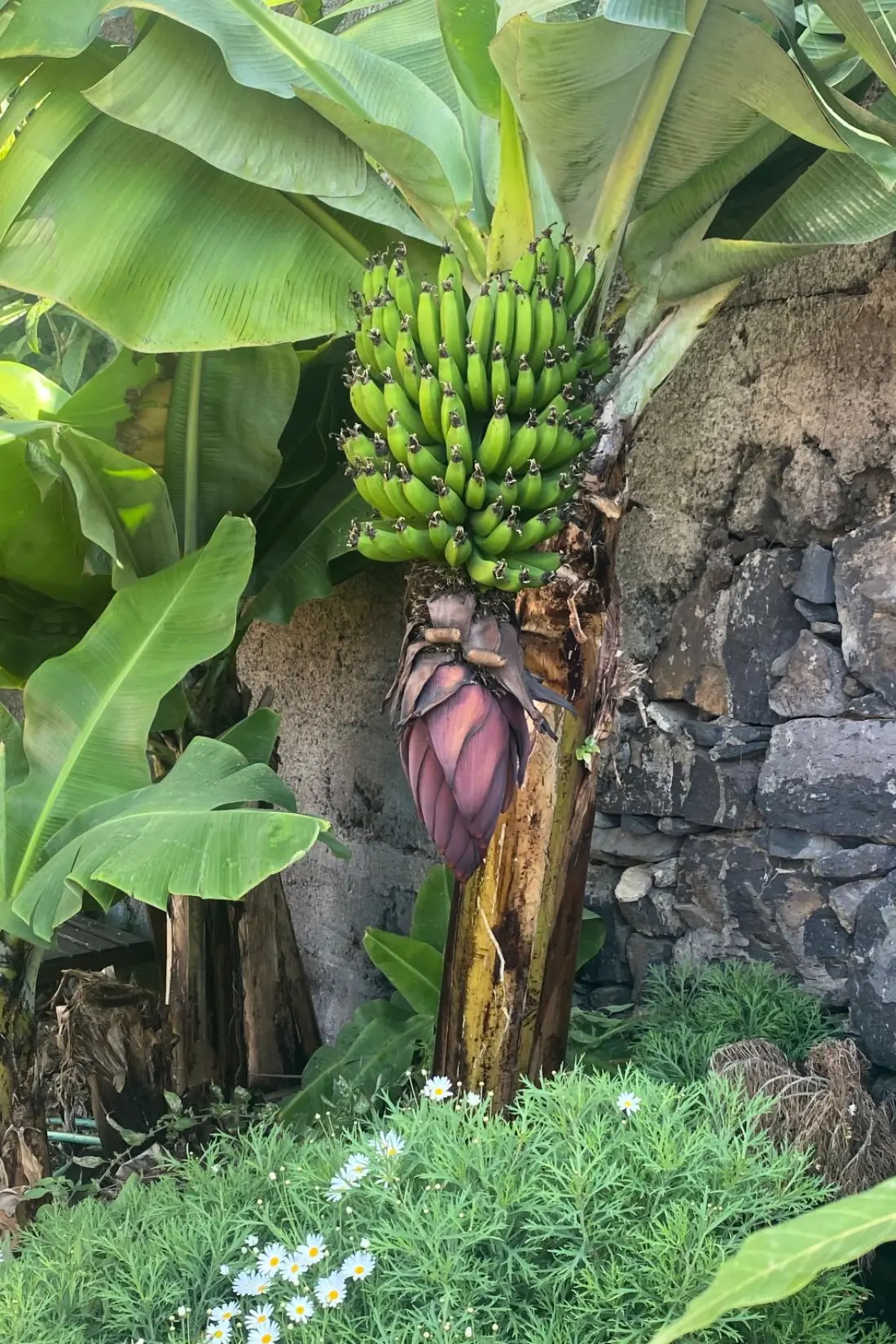Maison de Vacances Madeira/Funchal