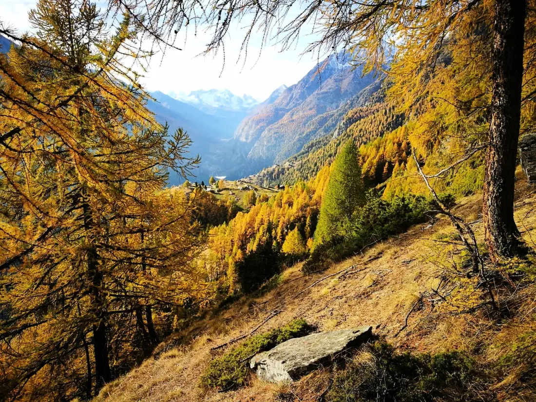 Résidence Chalet Ferienwohnungen Schwalbennest Moos Grächen, (Grächen),