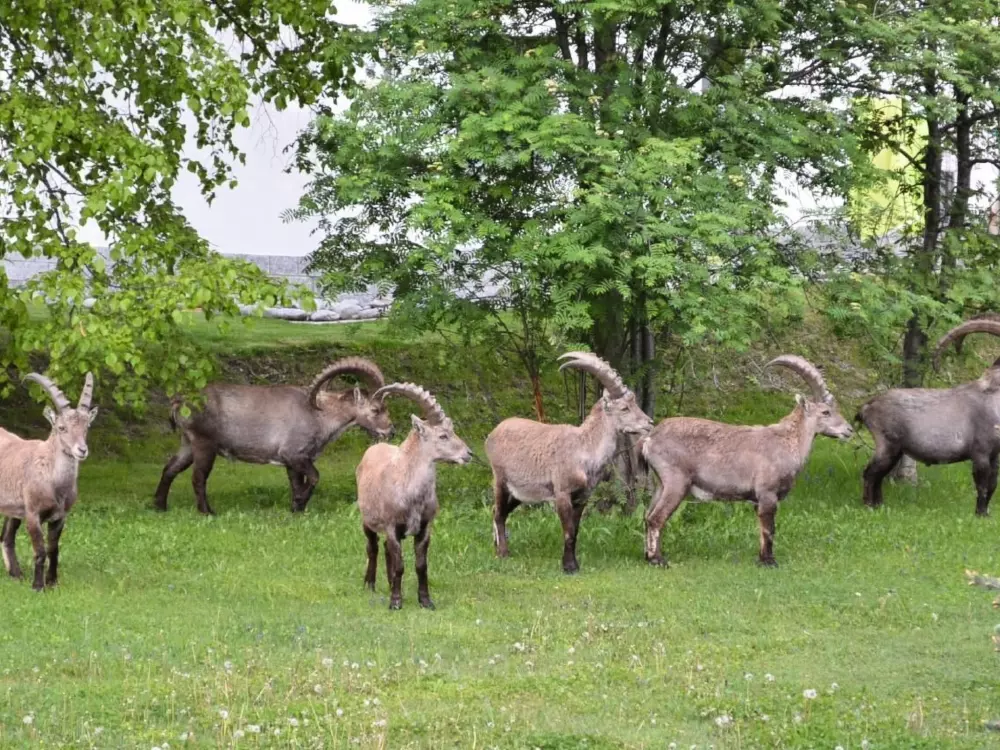 Résidence FeWo JUFA Grächen