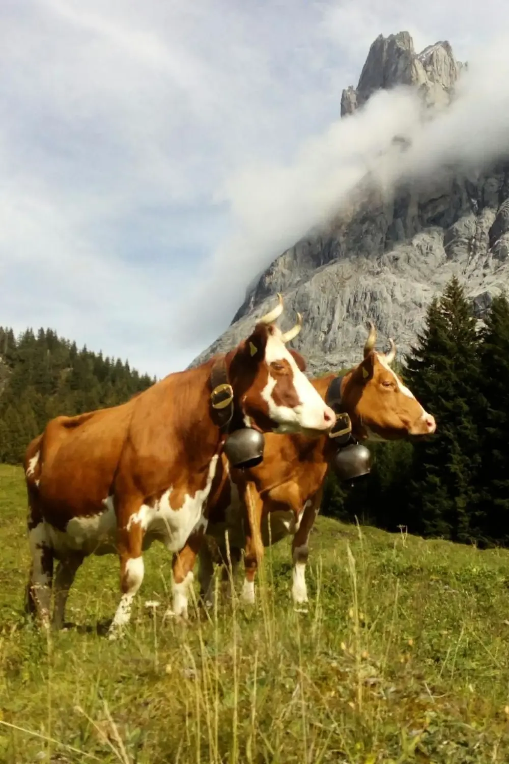 Maison de Vacances Grindelwald