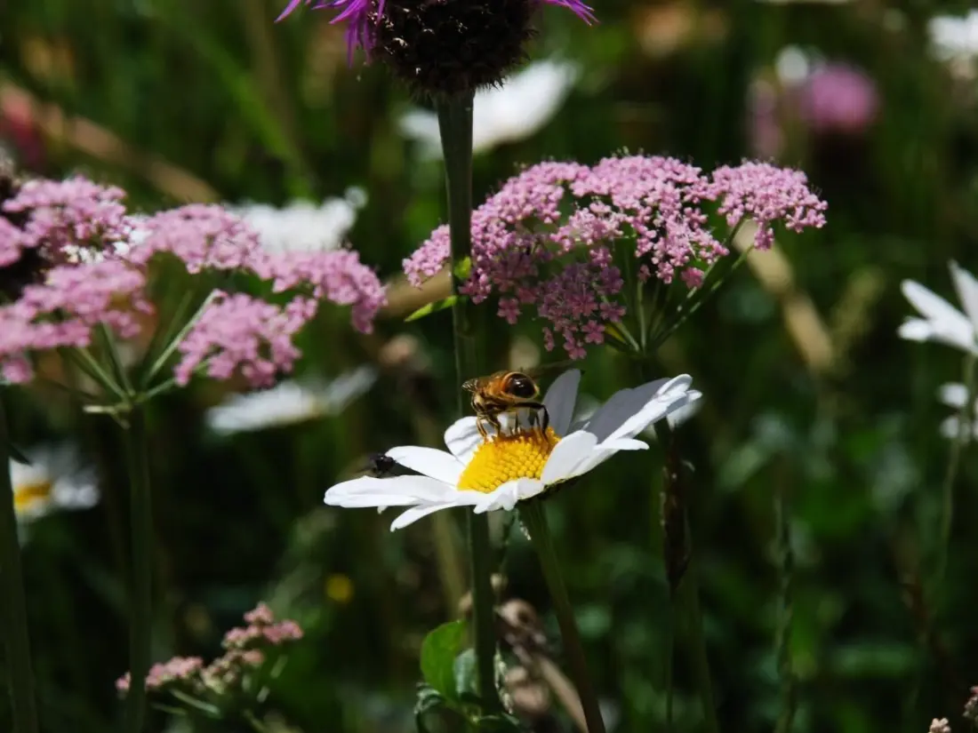 Résidence Chesa Arnica A1