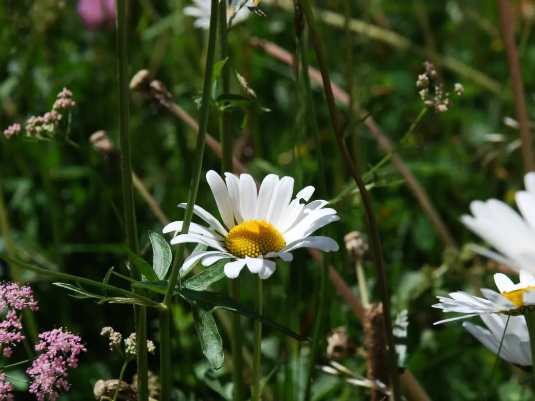 Résidence Chesa Arnica A1
