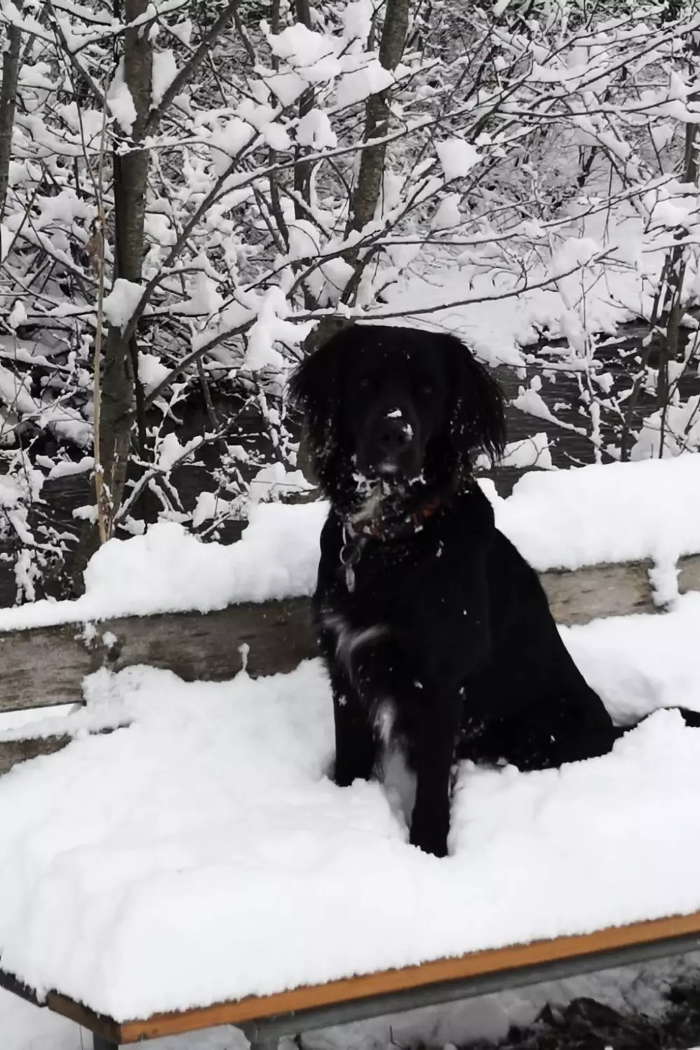 Résidence Chalet Flöschhorn