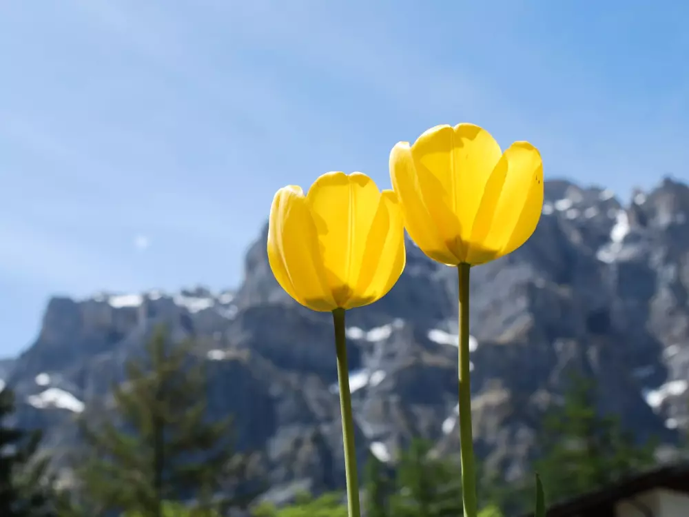 Résidence Haus Cristal