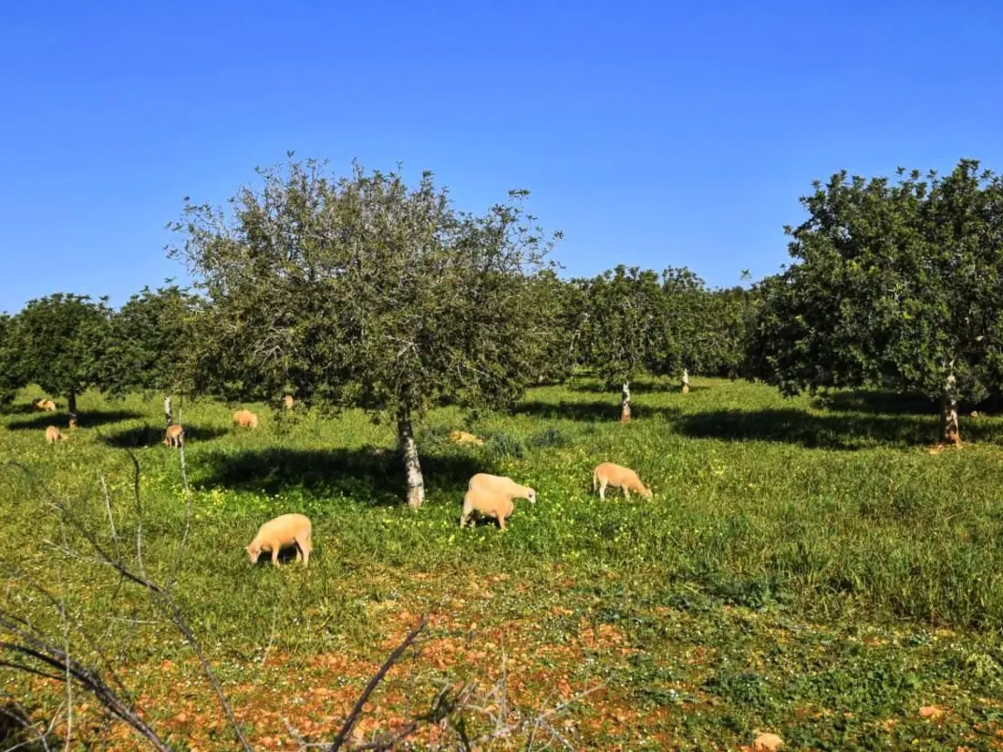 Maison de Vacances Manacor