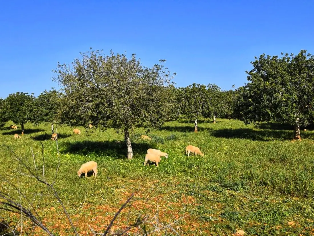 Maison de Vacances Manacor