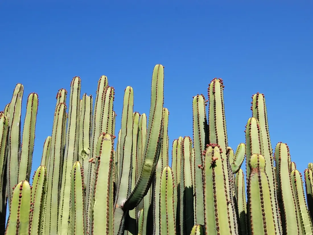 Maison de Vacances Maspalomas