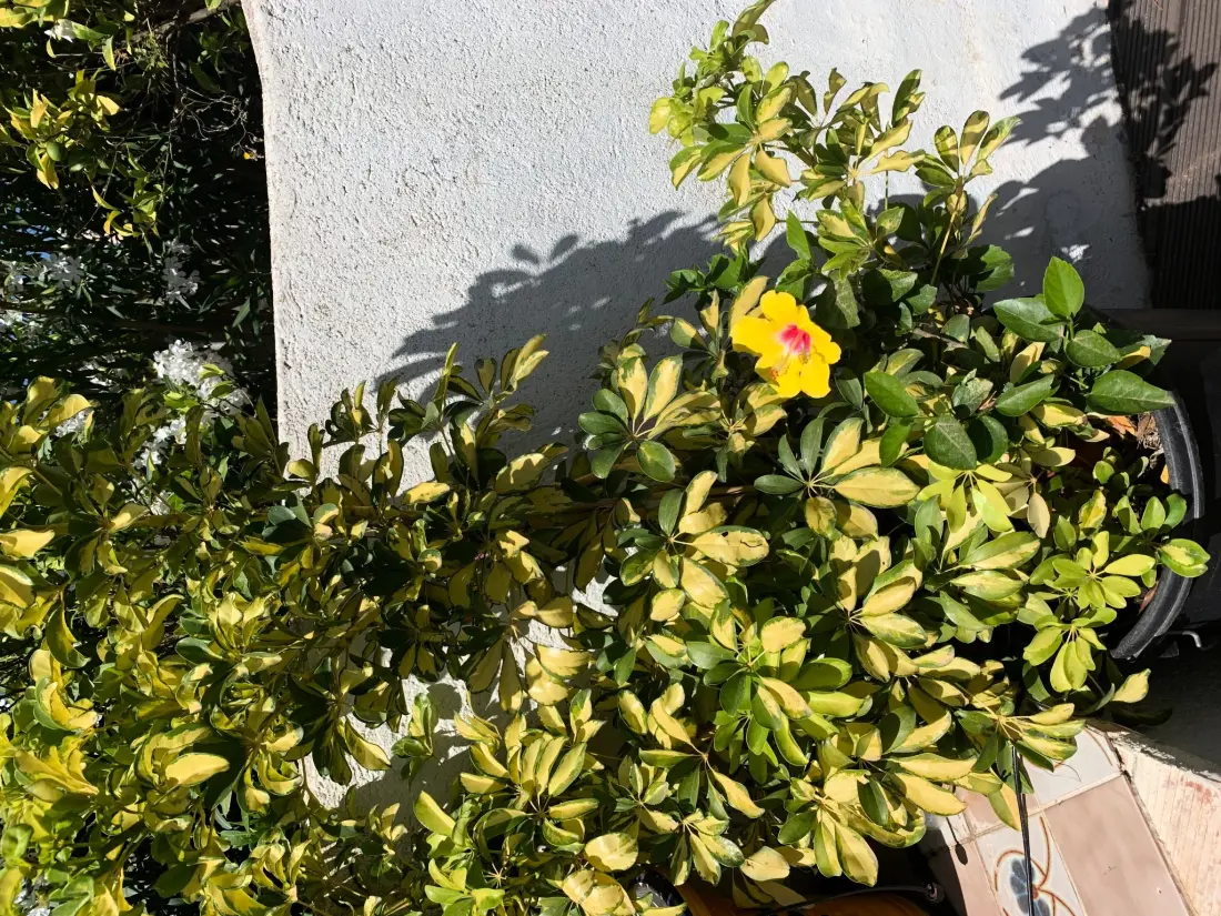 Maison de Vacances Moraira