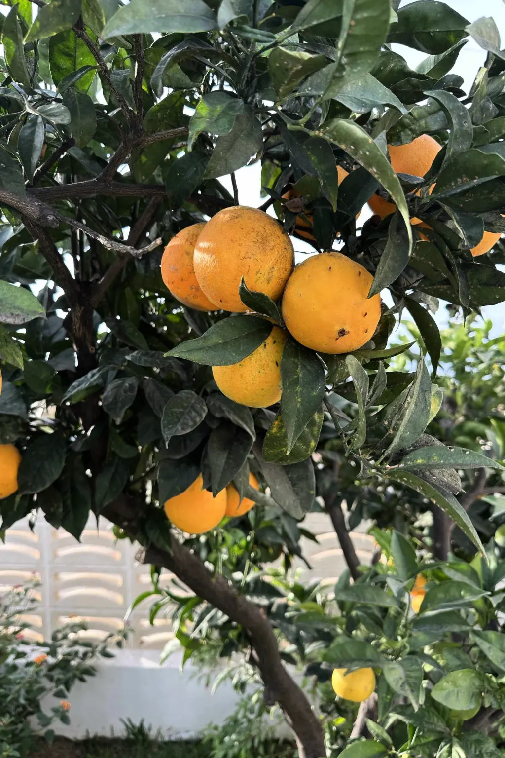 Maison de Vacances Nerja