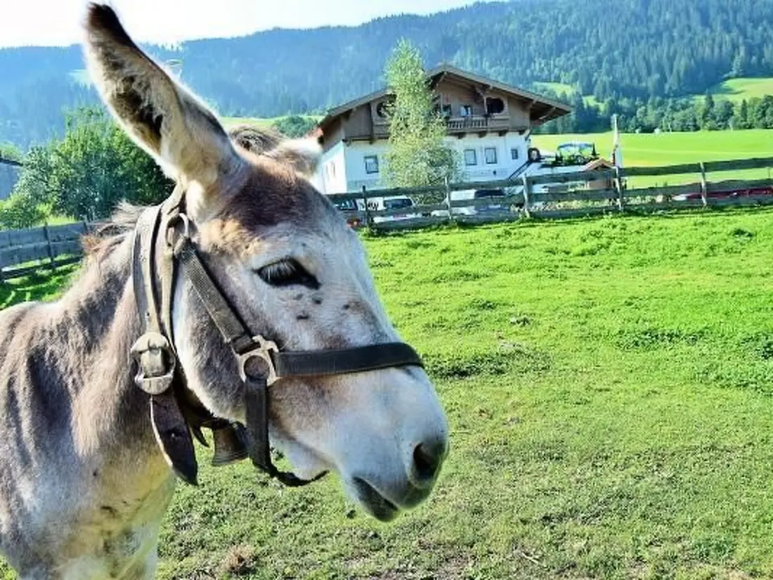 Résidence Luxuswohnung im Tiroler Almstil