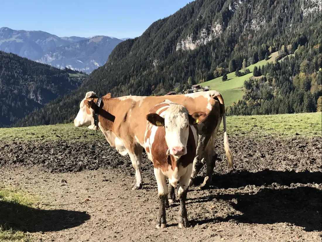 Chalet Oberau