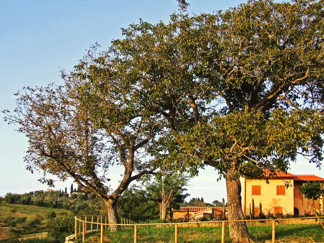 Maison de Vacances Peccioli
