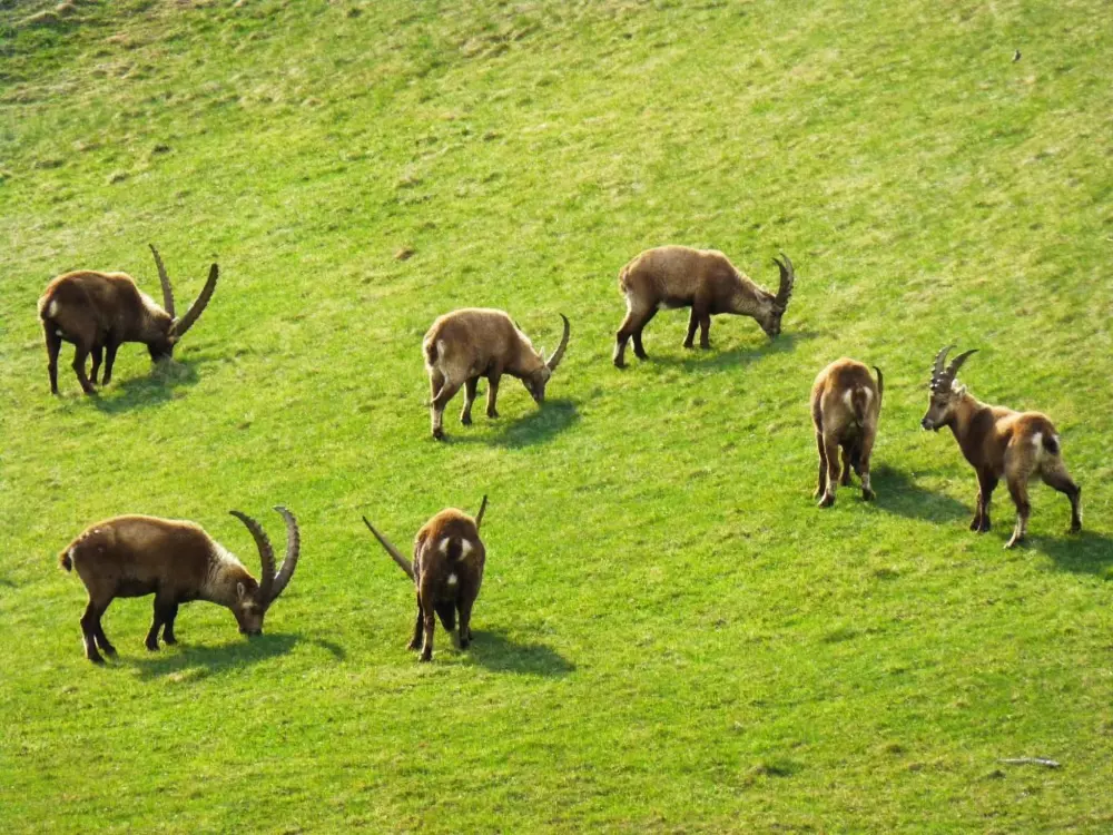 Résidence Chesa Azalea 30