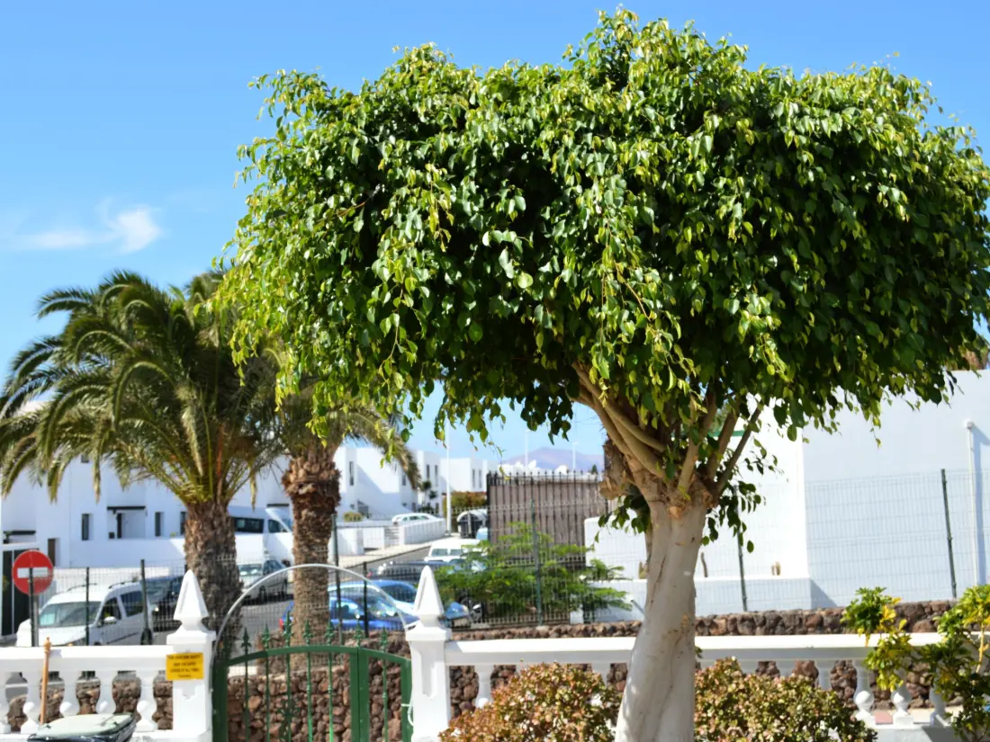 Résidence für 5 Personen ca. 65 m&sup2; in Puerto del Carmen, Lanzarote (Südküste von Lan
