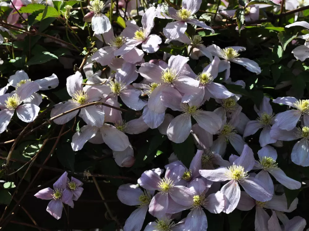 Résidence Ferienwohnungen Senda 495D