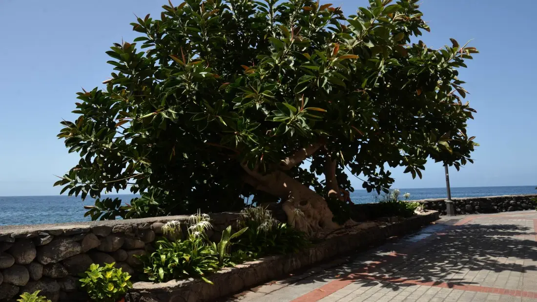 Maison à Valle Gran Rey - Ile de La Gomera