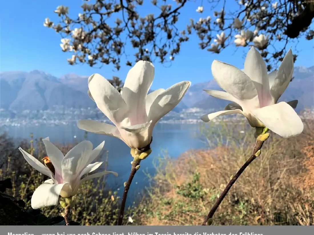 Résidence Residenza Viramonte - Casa Daniela, Wohnung 38