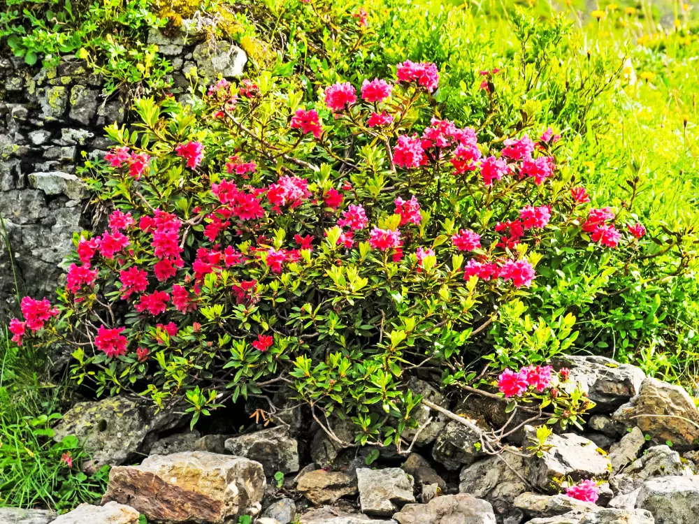 Résidence Rose Studio Y