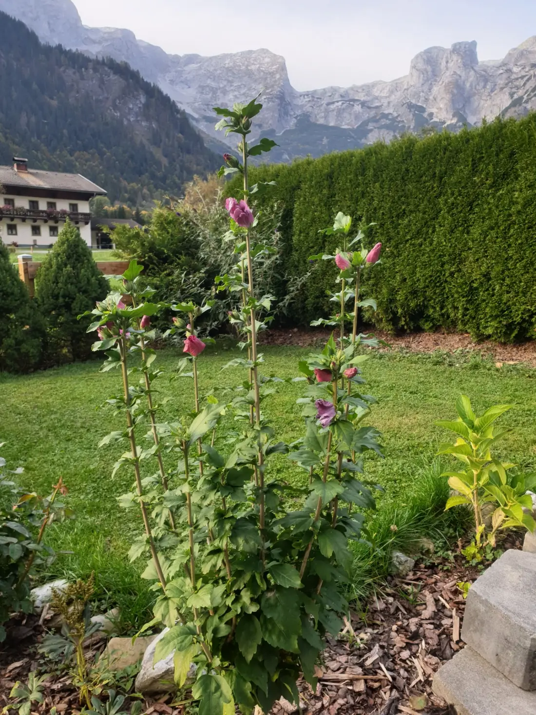 Résidence Edelweiss