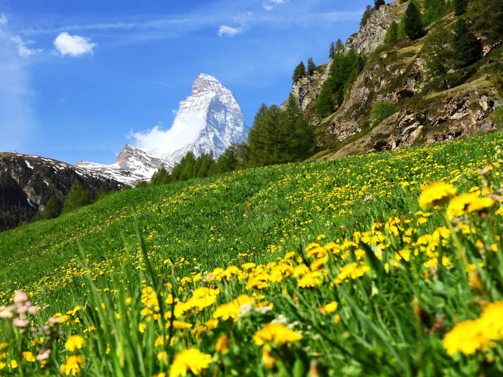 Résidence Studio Phoenix - Zermatt