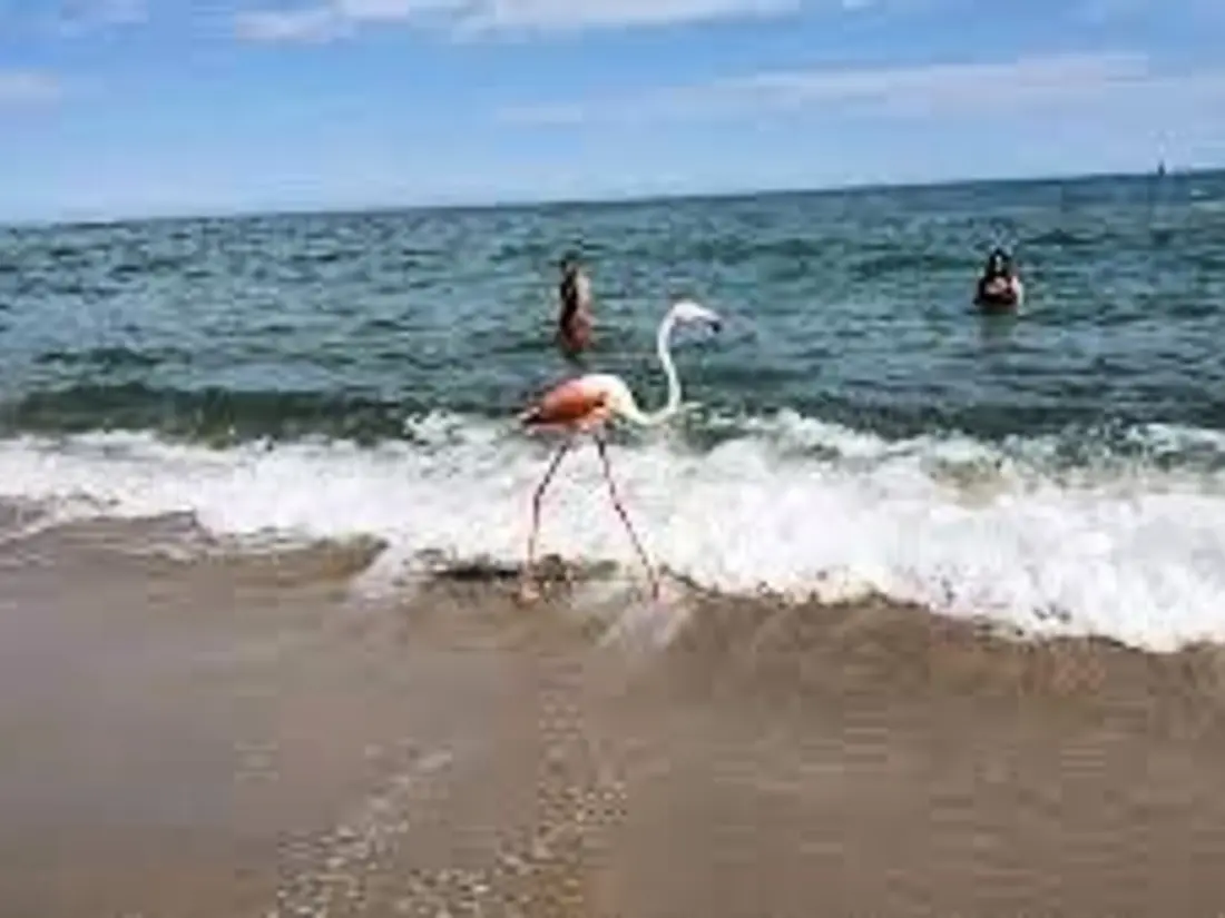 Location de Vacances Canet-en-Roussillon 77