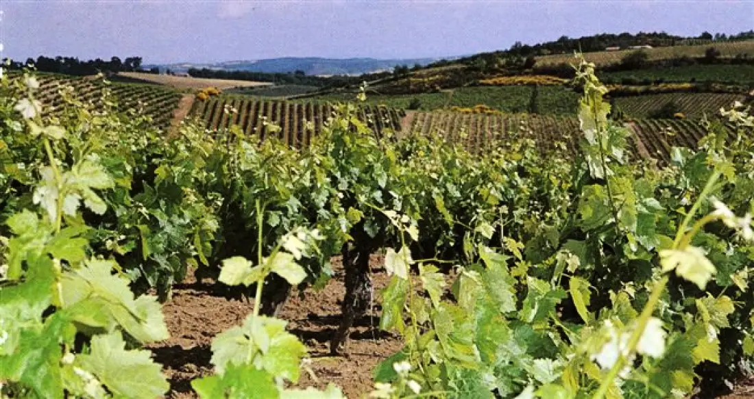 Gîte de France à Villeneuve Minervois  5