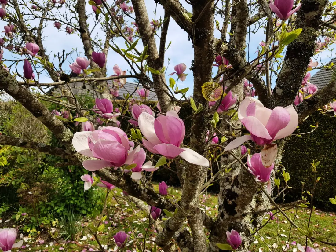 Gîte de France Les hortensias 3 épis