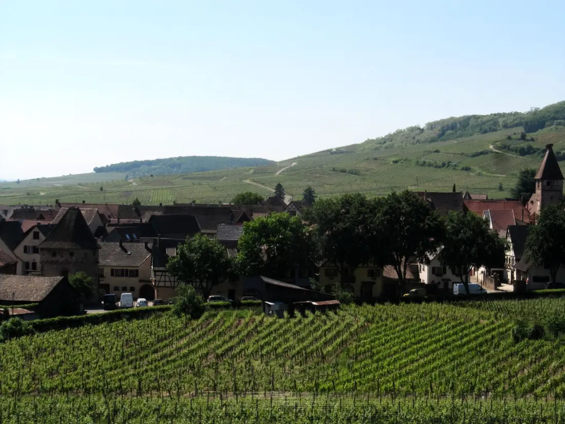 Résidence 2ed-Face Vosges,im Süden,Herz Weinberg,Ruhig,WiFi