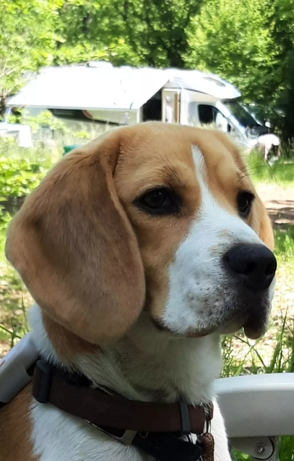 Ushuaïa Villages - Camping au Bois Joli 4 étoiles★★★★