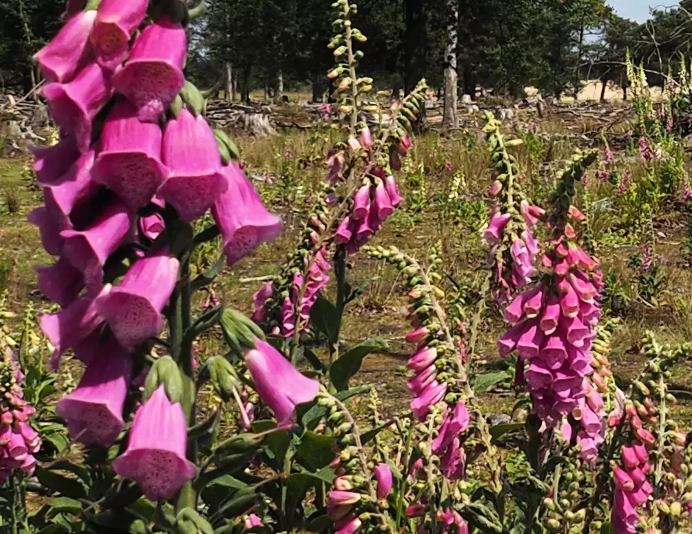 RCN Vakantiepark de Roggeberg 4 étoiles★★★★