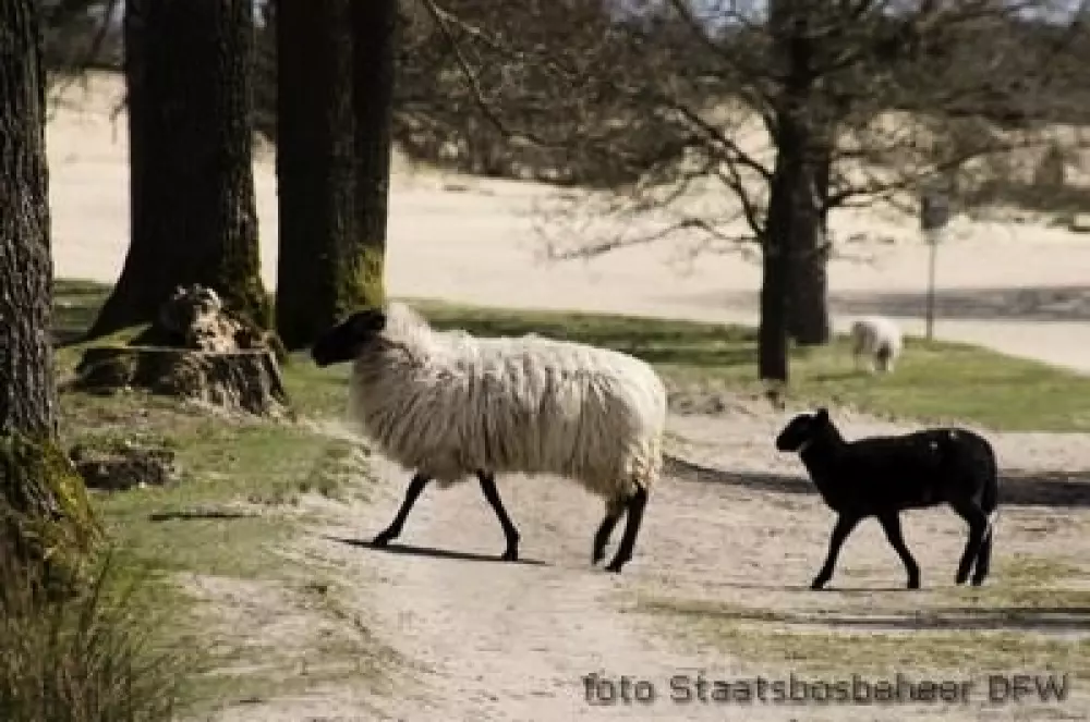 RCN Vakantiepark de Roggeberg 4 étoiles★★★★